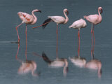 Buy Lesser Flamingos Preening, Stretching, and Resting in Alkaline Lake at AllPosters.com