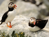 Buy Two Atlantic Puffins on a Rock. One Is Calling at AllPosters.com