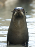 Eared Seal Looking at the Camera, Wharariki Beach, New Zealand