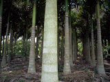 Buy Royal Palms (Roystonea Regia) in a Nursery Near Clewiston, Florida at AllPosters.com