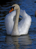 Mute Swan, Cygnus Olor, in Aggressive Posture Called Busking
