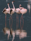 Buy Lesser Flamingos Rest, Groom and Stretch at AllPosters.com