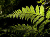 Ferns Growing Along the Kepler Trail, Fiordland National Park, New Zealand