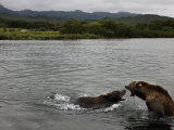 Buy Brown Bears Competing for Salmon in Kuril Lake at AllPosters.com