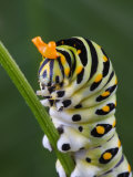 Black Swallowtail Butterfly Caterpillar with Inflated False Snake Tongue
