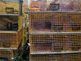 Buy Lobster Traps on the Idyllic Monhegan Island, Central Maine at AllPosters.com