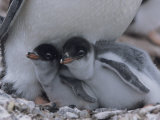 Buy Gentoo Penguin Chicks Sitting on their Parent's Feet in a Rookery at AllPosters.com