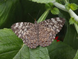 Blue Cracker Butterfly, Hamadryas Februla, on a Green Leaf
