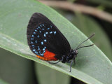 Captive Atala Butterfly, Eumaes Atala, Resting on a Leaf