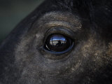 Buy Captured Wild Horse Eyes His Surroundings after Capture at AllPosters.com