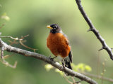 Buy American Robin on a Tree Branch at AllPosters.com
