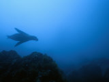 Buy Silhouetted Endangered Galapagos Sea Lion Swimming Underwater at AllPosters.com