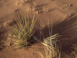 Buy Close View of a Sotol Plant in the Desert at AllPosters.com
