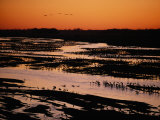 Sandhill Cranes Roost Along the Platte River in Nebraska