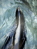 Eared Seal Swimming Belly Up, Wharariki Beach, New Zealand