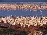 Buy Lesser Flamingos Sensing Danger Move Away from Shore to Deeper Water at AllPosters.com