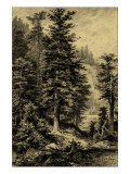 Buy Noble Fir at AllPosters.com