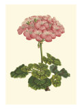 Buy Pink Geranium III at AllPosters.com