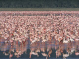 Buy Lesser Flamingos Feast on Blue-Green Algae and Insects at Morning at AllPosters.com