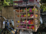 Buy Chicks are Dyed the Colors of the Local Political Party at AllPosters.com