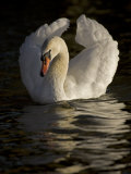 Mute Swan, Cygnus Olor, in Aggressive Posture Called Busking