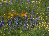 Buy Spring Wildflowers in a Field at AllPosters.com