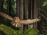 Tagged Northern Spotted Owl in a Redwood Forest