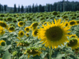 Buy Field of Sunflowers in the Tuscan Countryside at AllPosters.com