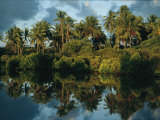 Buy Palm Trees are Reflected on the Water Surrounding Pate Island at AllPosters.com