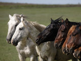 Bachelor Band of Wild Horses Face into the Wind Picking Up Scents