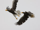 Steller's Sea-Eagles Hone in on a Salmon Run to Feed