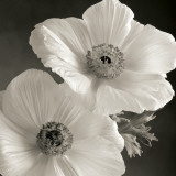 Poppy Study I