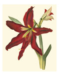 Buy Amaryllis II at AllPosters.com