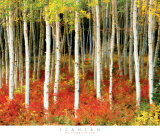 Aspen Grove