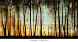 Golden Forest