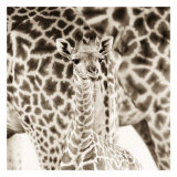 Precious Moments II