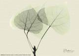 Aspen Leaves