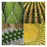 Prickles