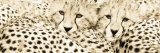 Cheetahama