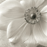 Poppy Study II