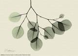 Buy Sage Eucalyptus Leaves II at AllPosters.com