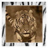 Tiger Views