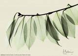 Buy Sage Eucalyptus Leaves I at AllPosters.com