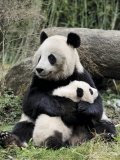 Giant Panda, Mother and Baby