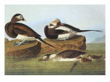 Long-Tailed Duck