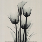 Buy Tulips and Arum Lily at AllPosters.com