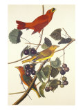 Summer Red Bird