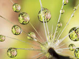 Dandelion