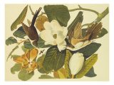 Black-Billed Cuckoo