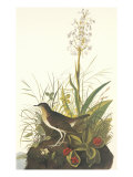 Tawny Thrush